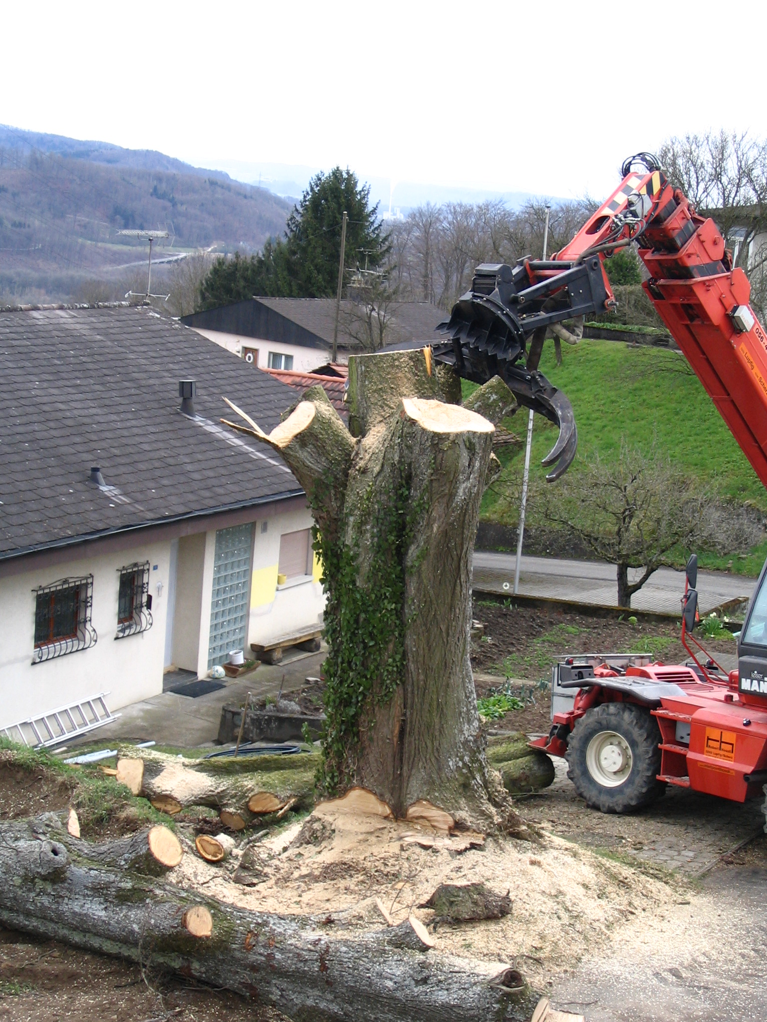 Ein grosser Baum wird Stück für Stück entfernt